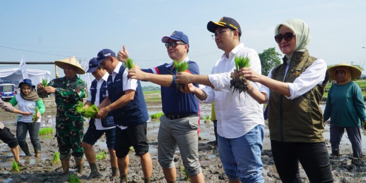Saat Musim Panen, Bulog Komitmen sebagai Offtaker Petani