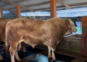 Iduladha 1446 H, Kementan Pastikan Ketersediaan Hewan Kurban Yang Aman, Sehat, dan Sesuai Syariat