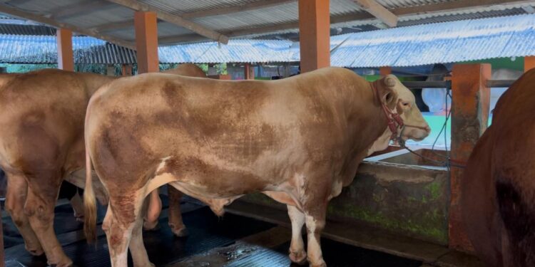 Iduladha 1446 H, Kementan Pastikan Ketersediaan Hewan Kurban Yang Aman, Sehat, dan Sesuai Syariat