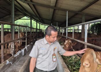 Kementan Awasi Distribusi dan Penyembelihan Sapi Kurban dari Presiden