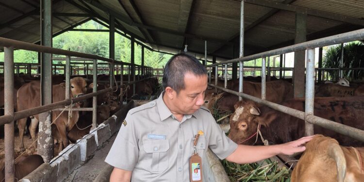 Kementan Awasi Distribusi dan Penyembelihan Sapi Kurban dari Presiden