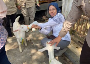 Kementan Kawal Ketat Penyembelihan Hewan Dam dan Hadyu di Tiga Rumah Potong Hewan