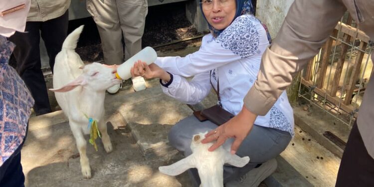 Kementan Kawal Ketat Penyembelihan Hewan Dam dan Hadyu di Tiga Rumah Potong Hewan