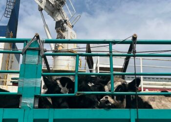 Dorong Produksi Susu Nasional, Kementan Impor 1.500 Ekor Sapi Perah