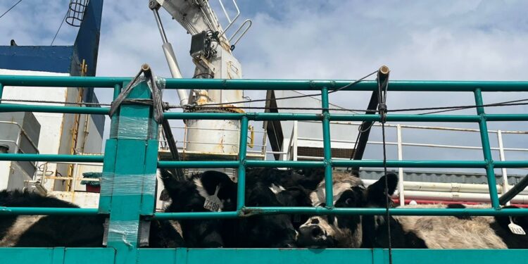 Dorong Produksi Susu Nasional, Kementan Impor 1.500 Ekor Sapi Perah