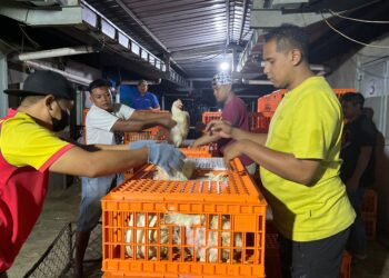 Kementan Tindak Tegas Pelanggar Komitmen Harga Ayam Hidup