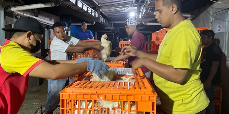Kementan Tindak Tegas Pelanggar Komitmen Harga Ayam Hidup