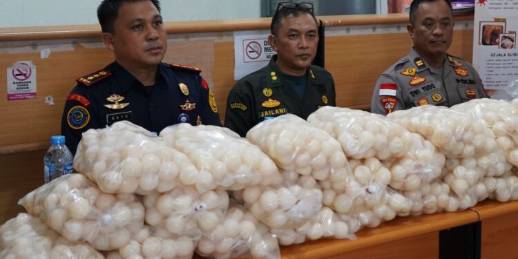 KKP Ungkap Jaringan Penyelundup Telur Penyu Lintas Negara