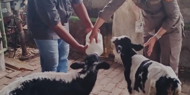 Kemitraan Peternak dan Swasta Sukses Hasilkan 114 Ekor Sapi Perah Bunting, Empat Pedet Sehat Telah Lahir