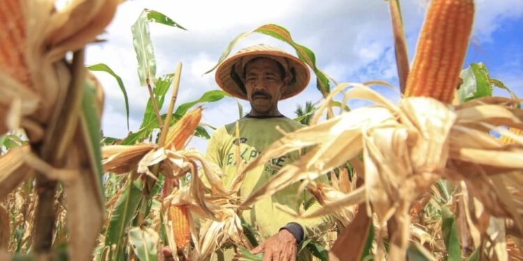 Kementan Tegaskan Jagung Aman, Peternak Harus Terlindungi