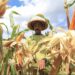 Kementan Tegaskan Jagung Aman, Peternak Harus Terlindungi