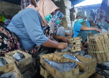 KKP Dukung Pengembangan UMKM Perikanan dan KDMP Lewat Literasi Keuangan