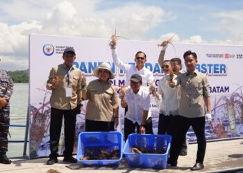 KKP Panen Perdana Lobster Hasil Modeling Budidaya di Batam