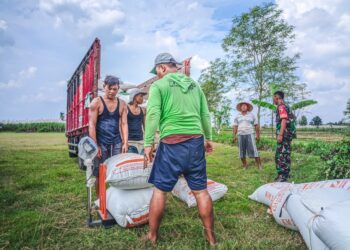 Bulog Tetap Lakukan Serapan Gabah dan Beras Dalam Negeri dengan Skema Komersial
