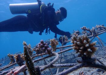 Sinergi Rehabilitasi Terumbu Karang Pulihkan Ekosistem Perairan Pulau Pieh