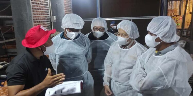Timor Leste Tuntaskan Analisis Risiko Impor 2025! Peluang Ekspor Unggas Indonesia Makin Meningkat