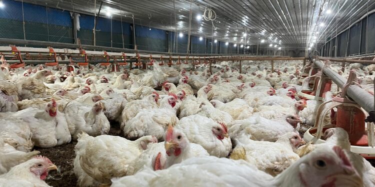 GOPAN Yakini Pasokan Ayam Stabil dan Lancar hingga Akhir Tahun