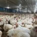 GOPAN Yakini Pasokan Ayam Stabil dan Lancar hingga Akhir Tahun