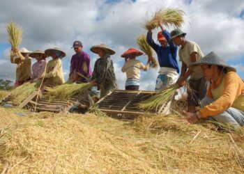 Bulog Komitmen Serap Gabah dan Beras dari Petani, Cabang Merauke dan Cabang Bombana Respon Cepat
