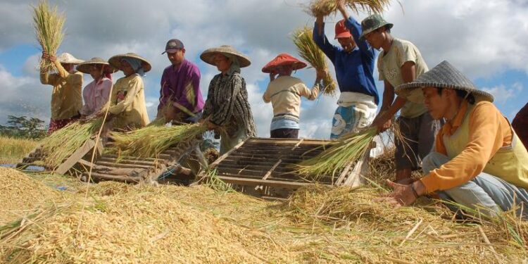 Bulog Komitmen Serap Gabah dan Beras dari Petani, Cabang Merauke dan Cabang Bombana Respon Cepat