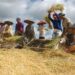 Bulog Komitmen Serap Gabah dan Beras dari Petani, Cabang Merauke dan Cabang Bombana Respon Cepat