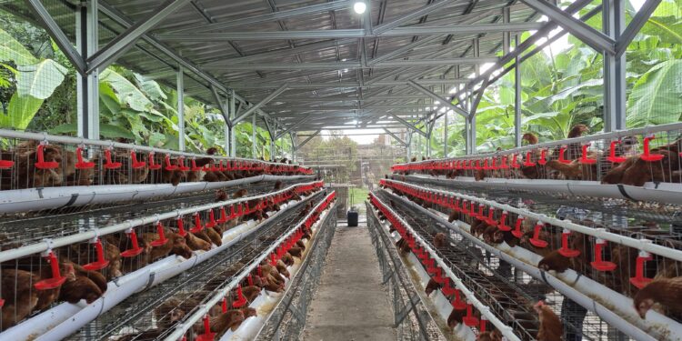Stok Daging Ayam Aman Sampai Tahun Depan, Suplai untuk Program MBG Dipastikan Lancar