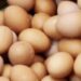 Pinsar Dukung Langkah Pemerintah Stabilisasi Harga Telur