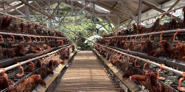 Pemerintah Akan Bangun Pabrik Pakan dan Pembibitan Ayam, Mendukung Peternakan Rakyat*