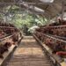 Pemerintah Akan Bangun Pabrik Pakan dan Pembibitan Ayam, Mendukung Peternakan Rakyat*