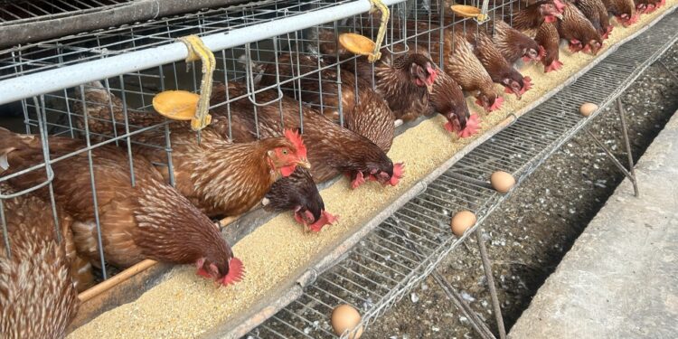 Harga Pakan Ternak Terkendali, Didukung Instrumen Stabilisasi Jagung