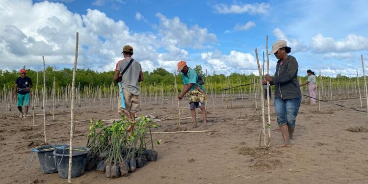 KKP Rehabilitasi Mangrove di Rote Ndao Perkuat K-SIGN