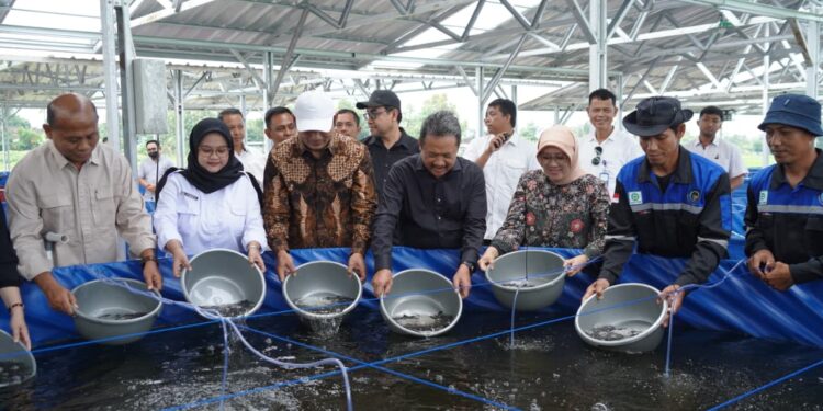 KKP Proyeksikan Boyolali Jadi Pusat Penghasil Lele di Jateng