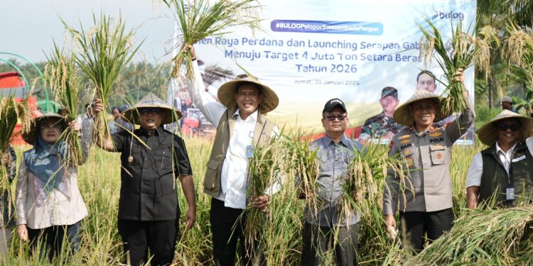 Bulog Optimalkan Serapan Gabah di NTB Menuju Target 4 Juta Ton Setara Beras Tahun 2026