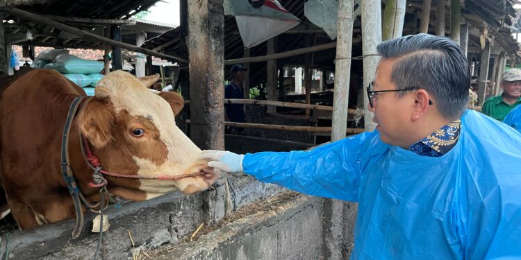 Vaksinasi Rutin Diperkuat, Kementan Jaga Usaha Peternak dari Ancaman PMK