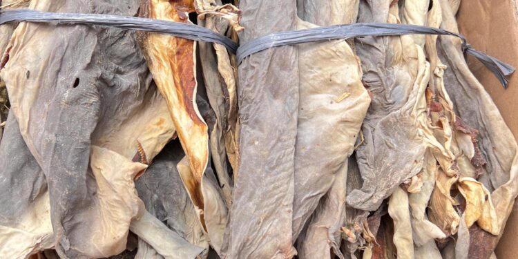 KKP Musnahkan 796 Kg Kulit Hiu dan Pari Ilegal di Banyuwangi
