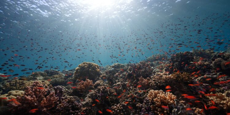 Menyimak Keajaiban Biota Kunci Kepulauan Tersembunyi Beranda Nusantara