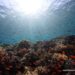 Menyimak Keajaiban Biota Kunci Kepulauan Tersembunyi Beranda Nusantara