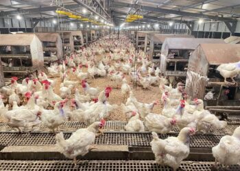 Kementan Pastikan Stok Ayam Aman, Peternak Siap Suplai Pasar