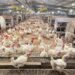 Kementan Pastikan Stok Ayam Aman, Peternak Siap Suplai Pasar
