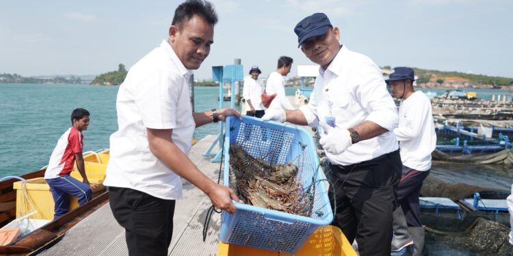 Modeling Budi Daya KKP Suplai Kebutuhan Lobster untuk Imlek di Batam