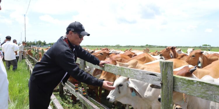 Kementan Perkuat Investasi Peternakan Terintegrasi di Kalimantan Tengah, Target 200 Ribu Sapi