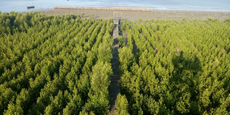 KKP Buka Peluang Sinergi Petakan Lokasi Ruang Karbon Biru di Kawasan Industri