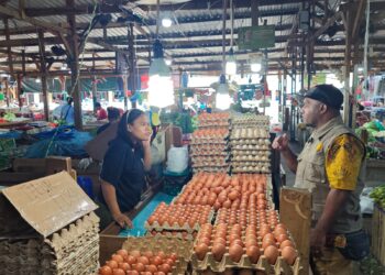 Kementan Perkuat Kemandirian Pakan Ayam Petelur untuk Mendukung Program MBG