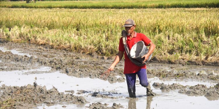 Mentan Amran Antisipasi Kekeringan dan Ketegangan Geopolitik