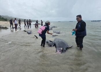 Puluhan Paus Pilot Terdampar di Rote Ndao, 34 Berhasil Diselamatkan