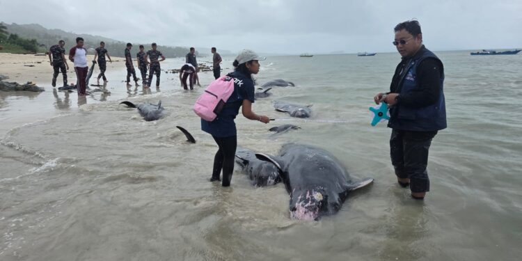 Puluhan Paus Pilot Terdampar di Rote Ndao, 34 Berhasil Diselamatkan
