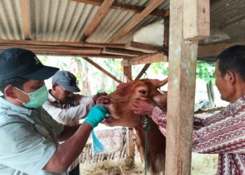 Kementan Pastikan PMK di Lampung Timur Terkendali, Vaksinasi dan Biosekuriti Diperkuat