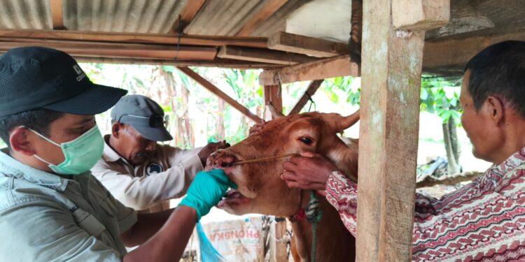 Kementan Pastikan PMK di Lampung Timur Terkendali, Vaksinasi dan Biosekuriti Diperkuat