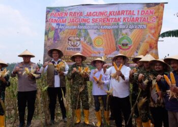 Perkuat Swasembada Pangan, Bulog Dukung Panen Raya Jagung dan Tanam Serentak