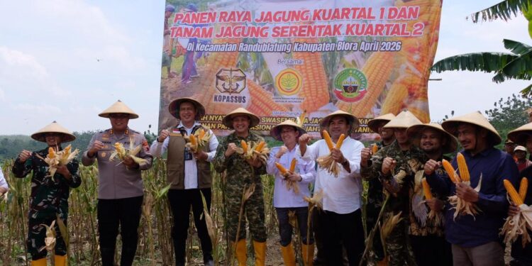 Perkuat Swasembada Pangan, Bulog Dukung Panen Raya Jagung dan Tanam Serentak
